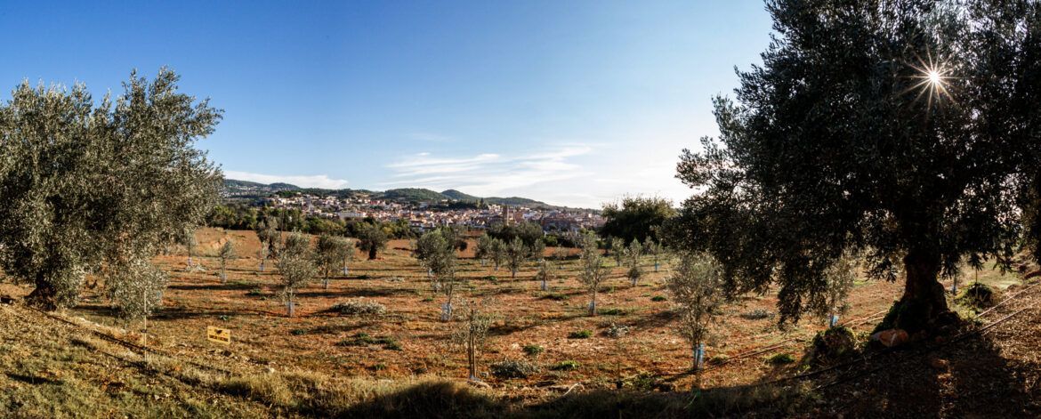 Finca d'Agrícola Mas Curró (Caldes de Montbui) Finca d'Agrícola Mas Curró (Caldes de Montbui)