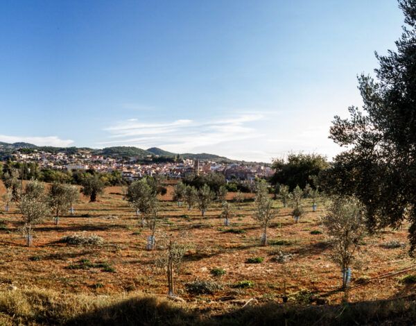 Finca d'Agrícola Mas Curró (Caldes de Montbui)
