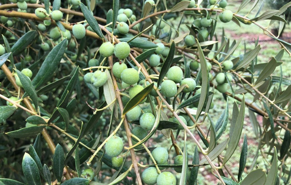 Arbequina olivas y oliveras (10)