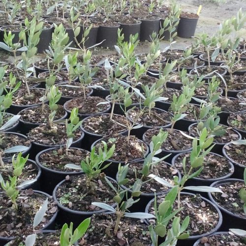 Proyect. Recuperación Vera del Vallès (2)