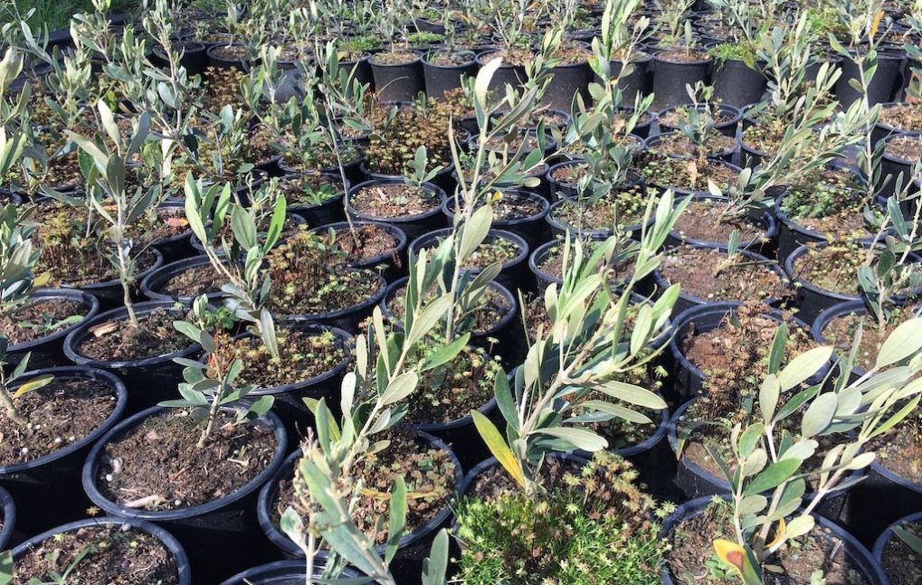 Proyect. Recuperación Vera del Vallès (4)