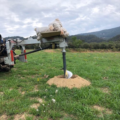 Proyecto recuperación variedad autóctona Vera del Vallès (13)