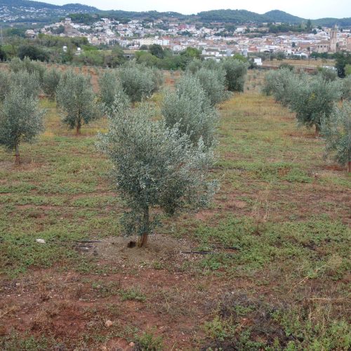 Proyecto recuperación variedad autóctona Vera del Vallès (7)