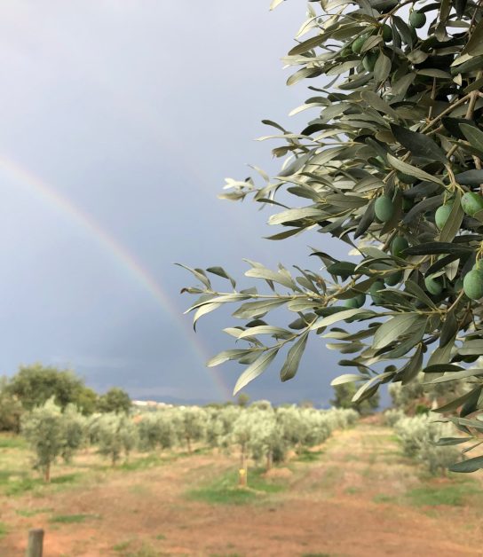 Vera del Vallès olivas y oliveras (16)