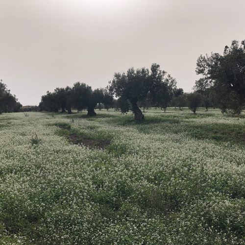 Vera del Vallès olivas y oliveras (29)