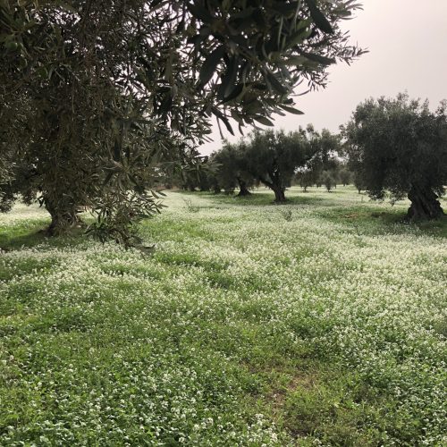 Vera del Vallès olivas y oliveras (30)