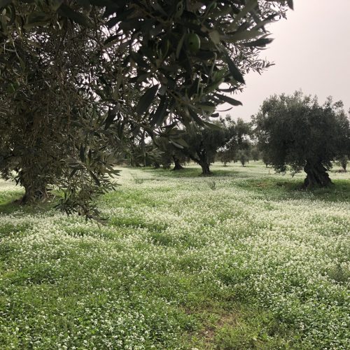 Vera del Vallès olivas y oliveras (31)