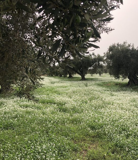 Vera del Vallès olivas y oliveras (31)