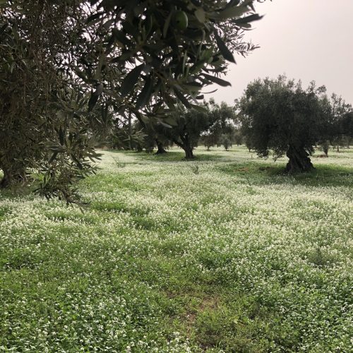 Vera del Vallès olivas y oliveras (32)