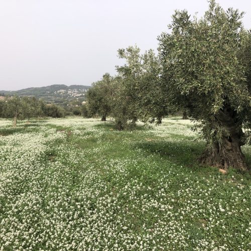 Vera del Vallès olivas y oliveras (34)