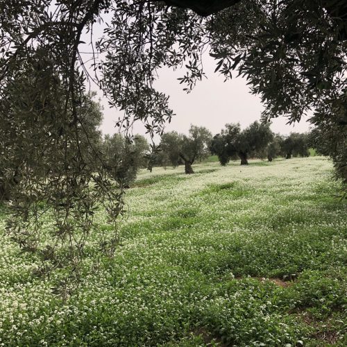 Vera del Vallès olivas y oliveras (36)