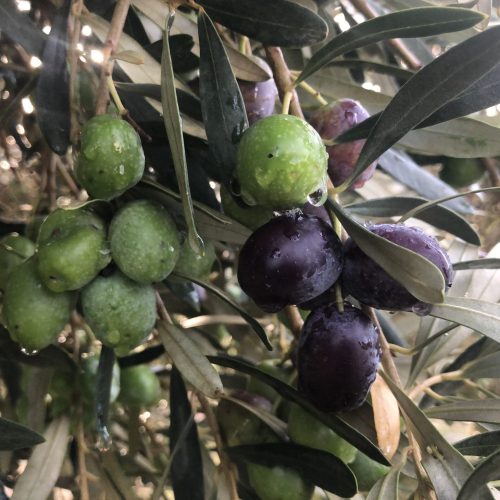 Vera del Vallès olivas y oliveras (37)