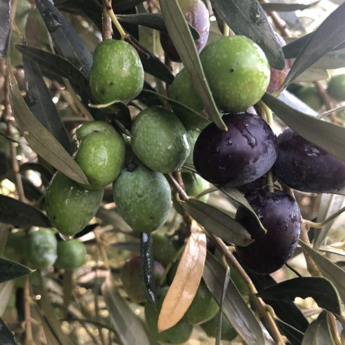 Vera del Vallès olivas y oliveras (38)