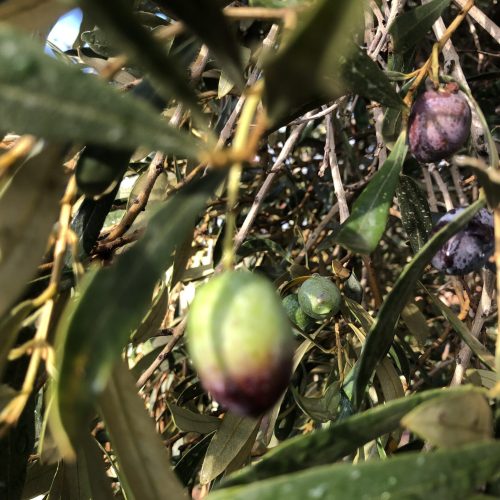 Vera del Vallès olivas y oliveras (39)